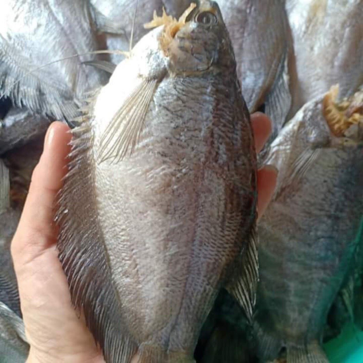 Khô cá lò tho lạt 8 con 1 Kg - Thực Phẩm Quê Nhà MInh Khang