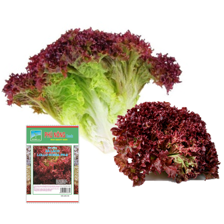 Hạt Giống Rau Xà Lách Đỏ Xoăn Lollo Rossa Chịu Nhiệt (Xà lách tím Lolo) - Gói 2g - Dễ trồng, sinh trưởng mạnh, kháng bệnh tốt VTNN Nông Điền Trang