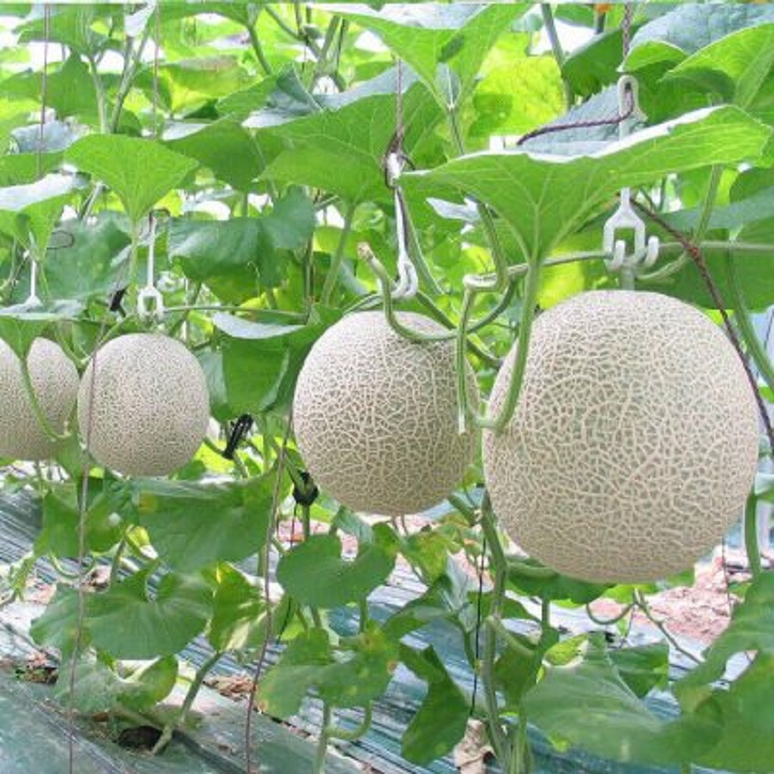 Hạt giống dưa tây Thuận Điền