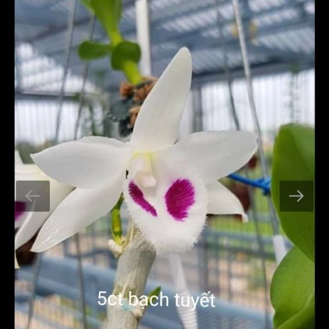 Hoa phong lan - 5 cánh trắng bạch tuyết