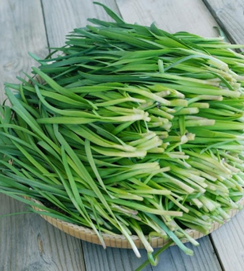 Hạt giống lá hẹ ta
