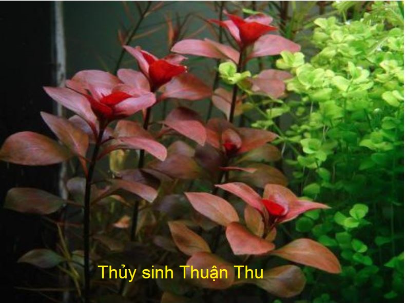 Cây thủy sinh lá nước Diệp tài hồng Lá Táo - Cây Táo đỏ - cây cắt cắm dễ trồng trang trí bể thủy sinh