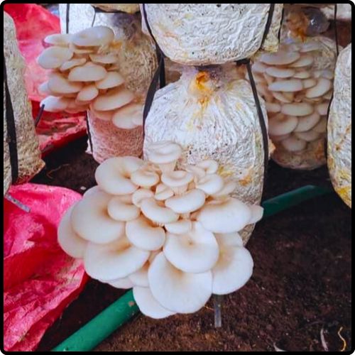 Phôi nấm Sò (01 kiện hàng 10 bịch)