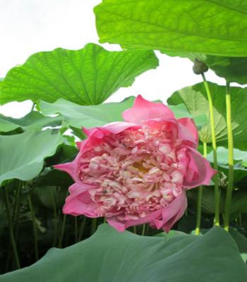 Hạt giống hoa Sen bách diệp