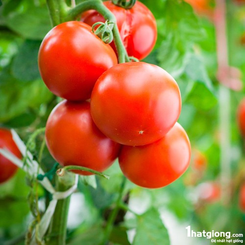 Hạt giống cà chua vô hạn f1