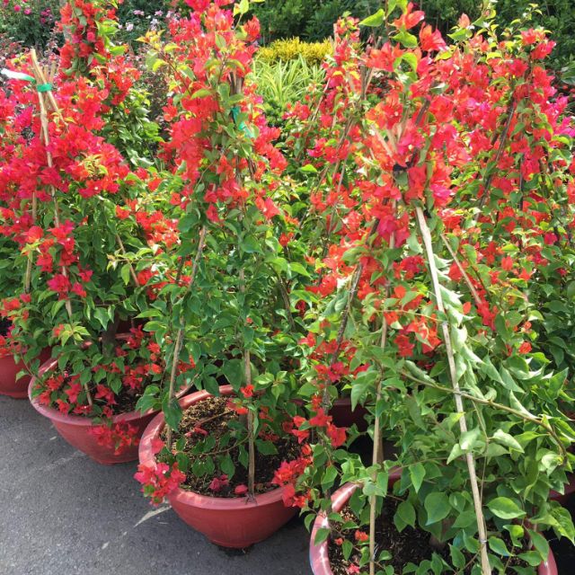 Giá Gốc - Giấy ... Thái... đỏ cờ