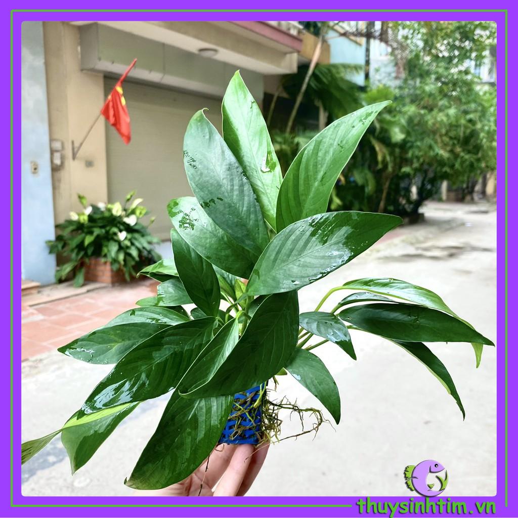 Cây Ráy Lá Dài [Cây Thủy Sinh]