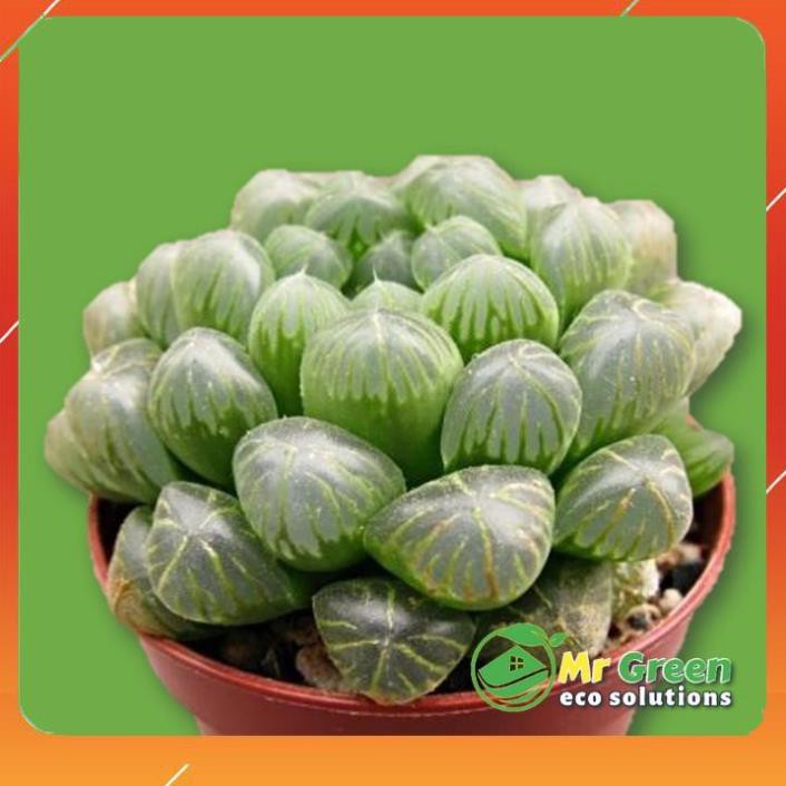 SEN ĐÁ DẠ QUANG |FREESHIP| ĐÃ THUẦN KHÍ HẬU, SIÊU KHỎE, ĐẸP, LỖI 1 ĐỔI 1