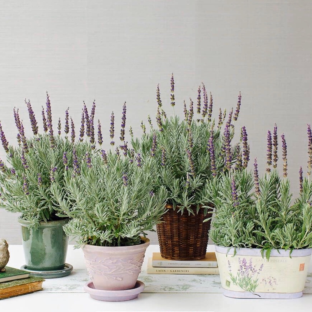 Cây giống hoa oải hương