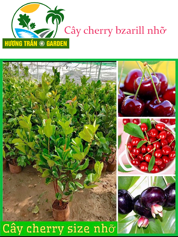 Cây cherry bazil tứ quý cao hơn 1m sắp cho trái