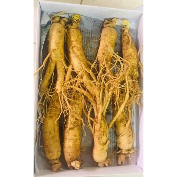 Nhân sâm nguyên củ 250k/củ lớn loại 8-10 củ/kg thượng phẩm