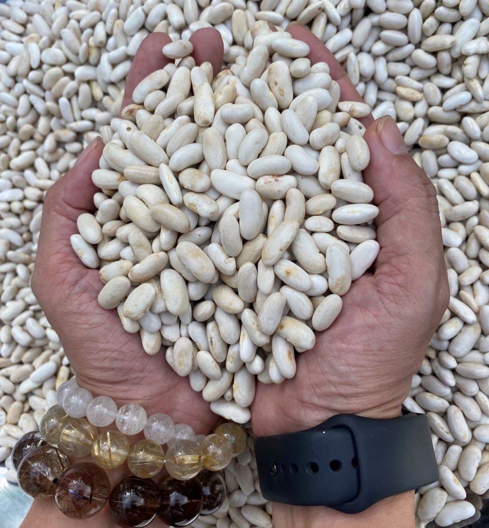 Orsafarm Đậu Trắng Tây, Tây Nguyên đậu trắng Đà Lạt, đậu trắng nấu chè, Đậu Trắng Tây, đậu trắng nấu món gì