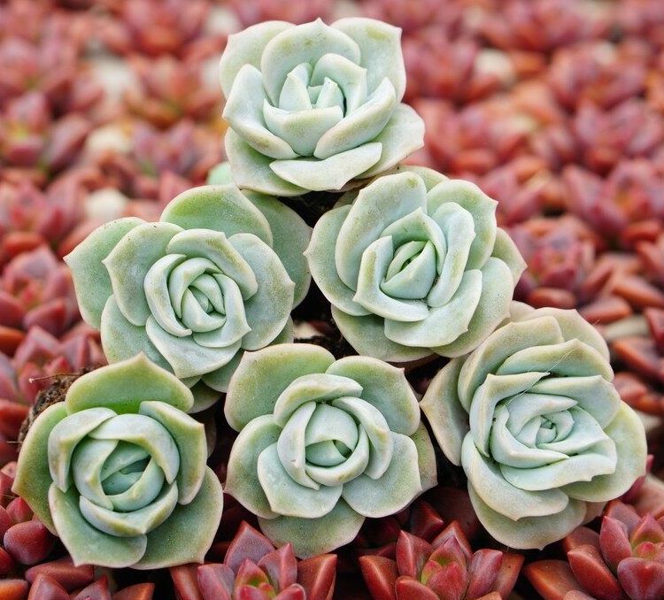 Combo 5 Cây Sen Đá Hoa Hồng Hà Lan mini 3cm - Sen đá đà lạt siêu rẻ, Thuần khí hậu Đà Lạt - Mua 10 cây tặng 1