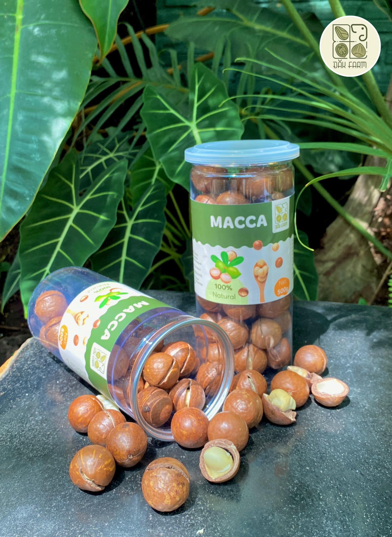 Hạt macca sấy- đắk farm