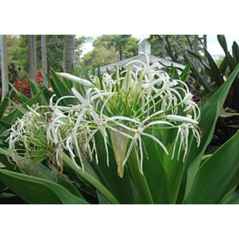 Củ trinh nữ hoàng cung 1 củ lớn làm giống