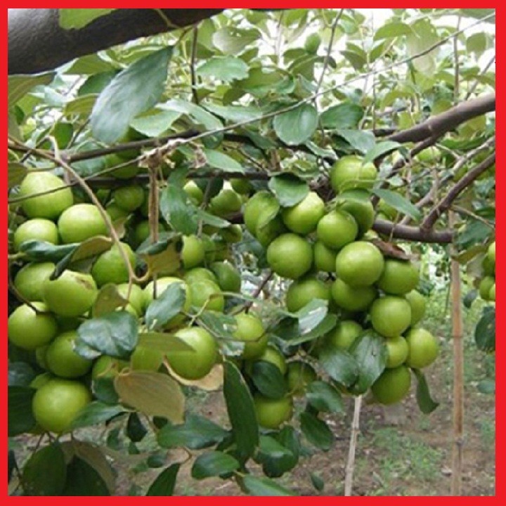 Combo 2 cây giống táo đại siêu quả, siêu to - C121