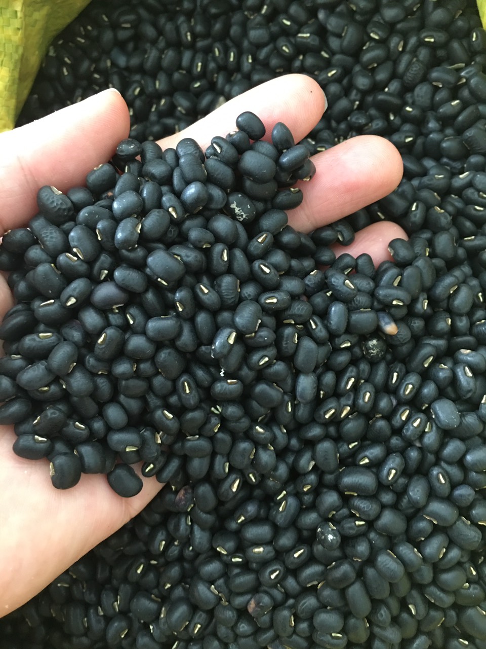 Đậu đen Thái Bình túi 1kg nấu chè, đỗ đen hạt to đều nấu tơi, bở vị ngon ngậy | Tạp hóa Ánh Thảo