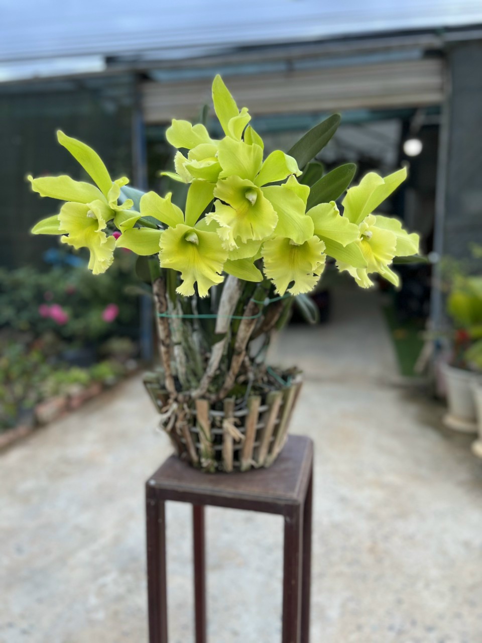 hoa lan CATTLEYA - Nữ hoàng các loại lan-  CÂY GIỐNG