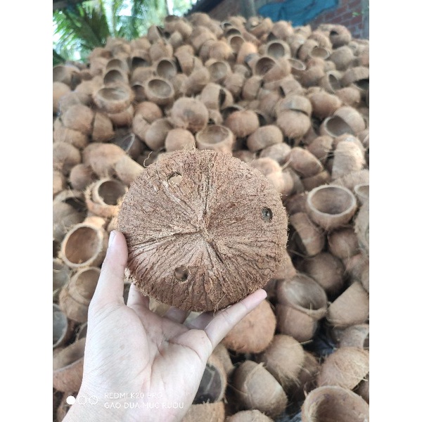 Gáo dừa trồng cây loại thô | chậu cây gáo dừa đã khoan lỗ