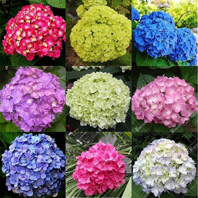 [Mới] - Hạt giống hoa cẩm tú cầu  giá rẻ