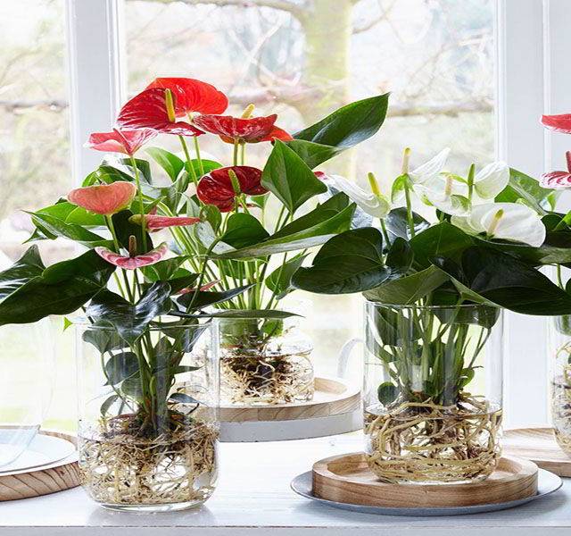 chậu HỒNG MÔN siêu hoa thủy sinh hoa nở quanh năm cây phong thủy tượng  trưng cho tình yêu và lòng mến khách gia chủ | Lazada.vn