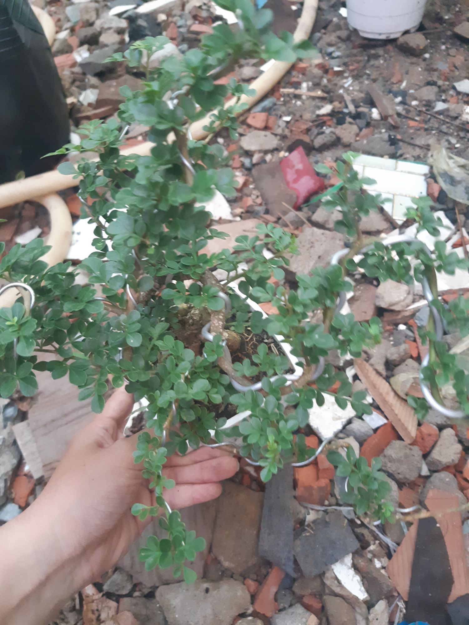 cần thăng bonsai mini