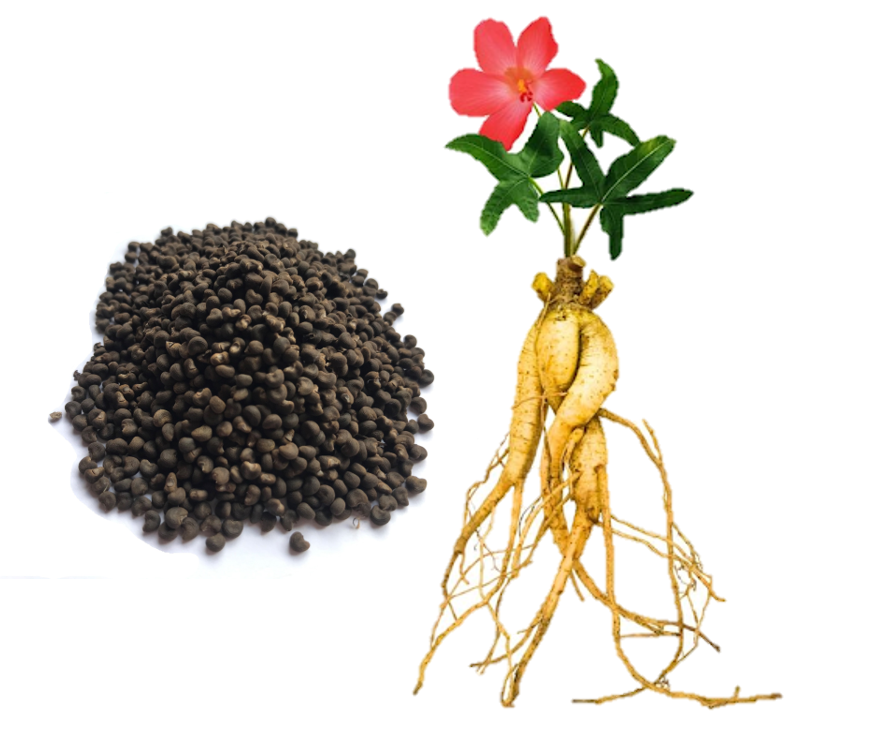 Túi 50 hạt - Hạt giống Cây Nhân Sâm Bổ Chính - Tỷ lệ nảy mầm cao, sinh trưởng khỏe S Garden