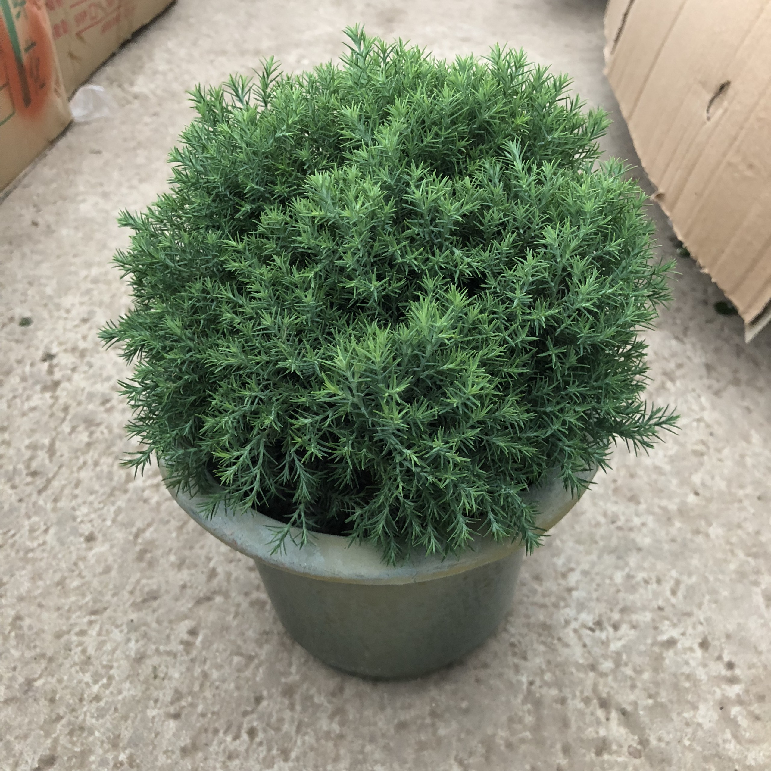 Cây tùng bồng lai, đương kính 20cm tán tròn sum suê, sức sống mãnh liệt dễ dàng chăm sóc, thích hợp trang trí sân vườn