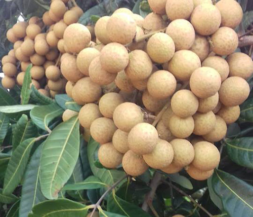 Cây giống nhãn chín sớm
