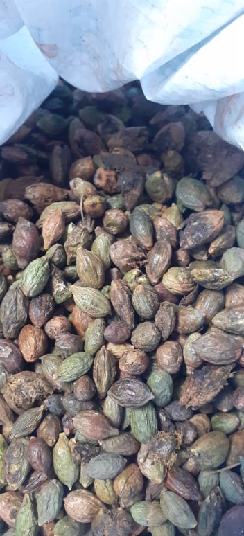 Hạt giống bàng đài loan