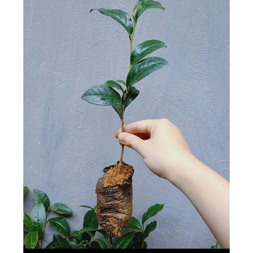 Combo 5 Cây Giống Trà Xanh - Chè Xanh