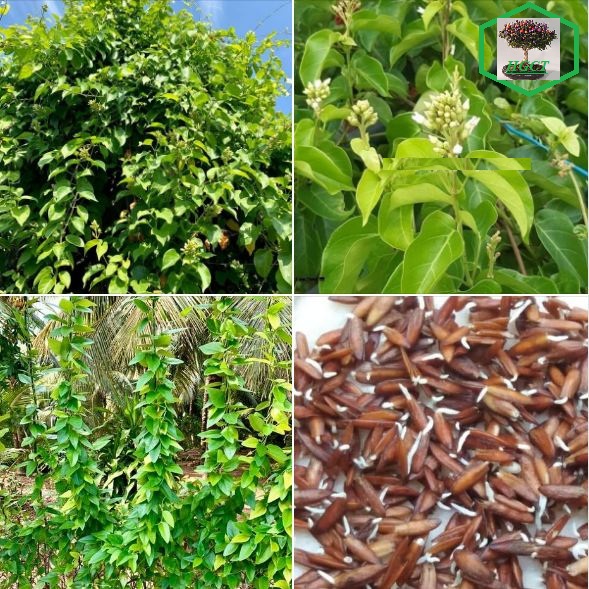 Hạt Giống Cây Lá Giang - Gói 10 hạt