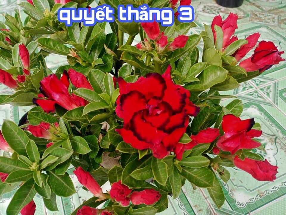 Cây hoa sứ giống QUYẾT THẮNG 3 - hoa đỏ kèm viền đen (gửi cây ảnh 4)