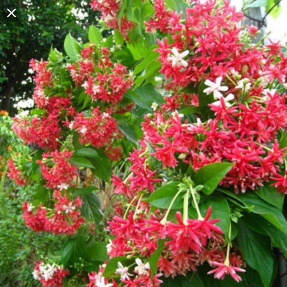 cây giống trang leo (hoa sử quân tử, hoa giun) com bo 2 cay