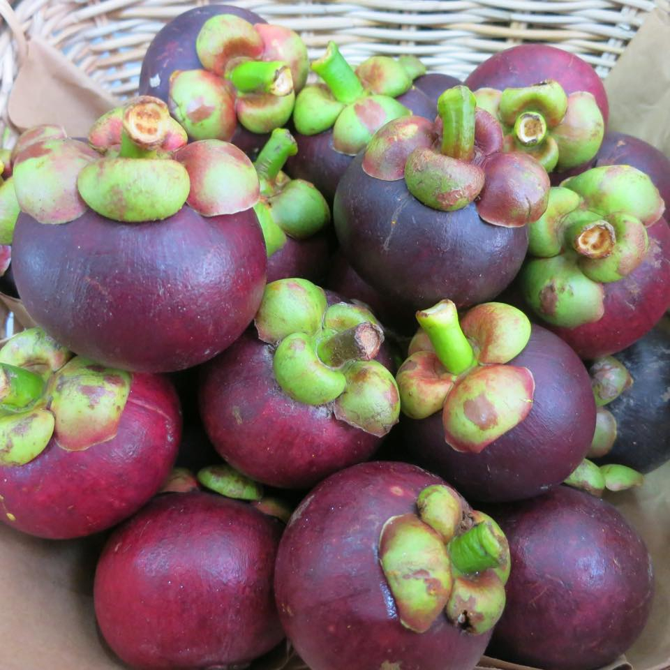 Cây Măng cụt Thái