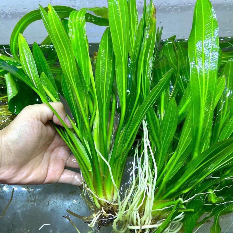 Cây thủy sinh Lưỡi Mèo - Cây thủy sinh lớn nhanh và phát triển mạnh- Không cần CO2