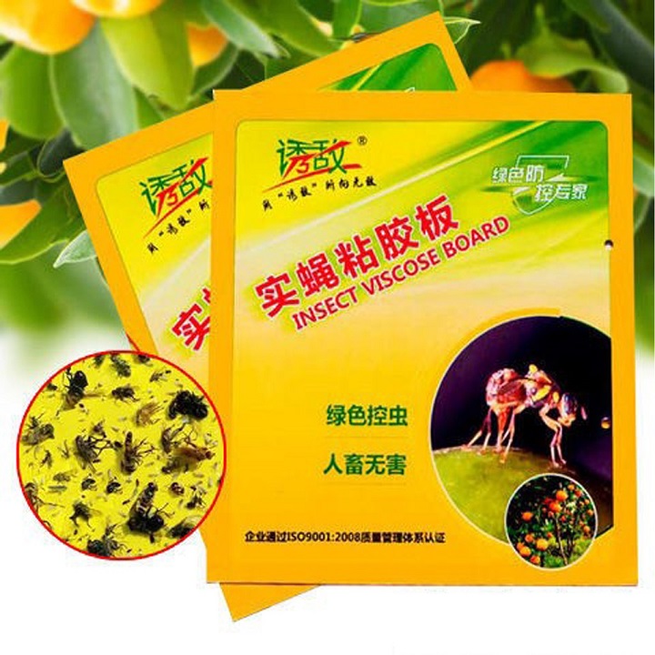 [FreeShip] Combo 5 Miếng Dán Bẫy Ruồi Vàng Kích Thước 21cmx19cm