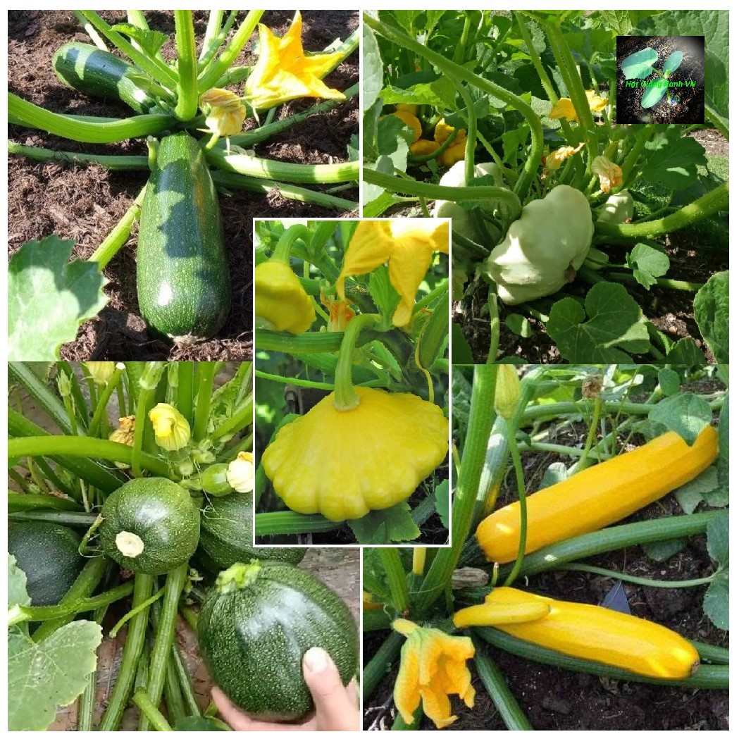 [Seeds] Hạt giống Bí ngòi/ bí ngồi (nhiều loại bí ngòi xanh/ bí ngòi vàng/bí ngòi tròn/ bí ngòi đĩa bay) SL 1gr (khoảng10 hạt)