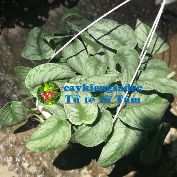 caykiengsadec - Trầu bà lụa chậu treo - hoa kiểng lá - cây phong thủy - trang trí nội thất cảnh quan sân vườn ngoài trời