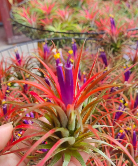 Cây không khí thạch thảo (màu đỏ nhẹ)