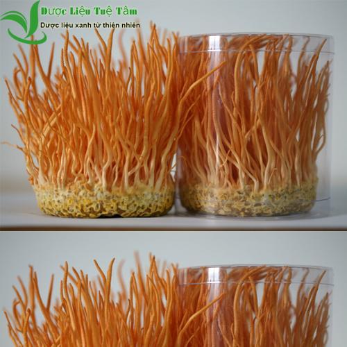 50g Đông trùng hạ thảo - Hàng Việt Nam chất lượng cao