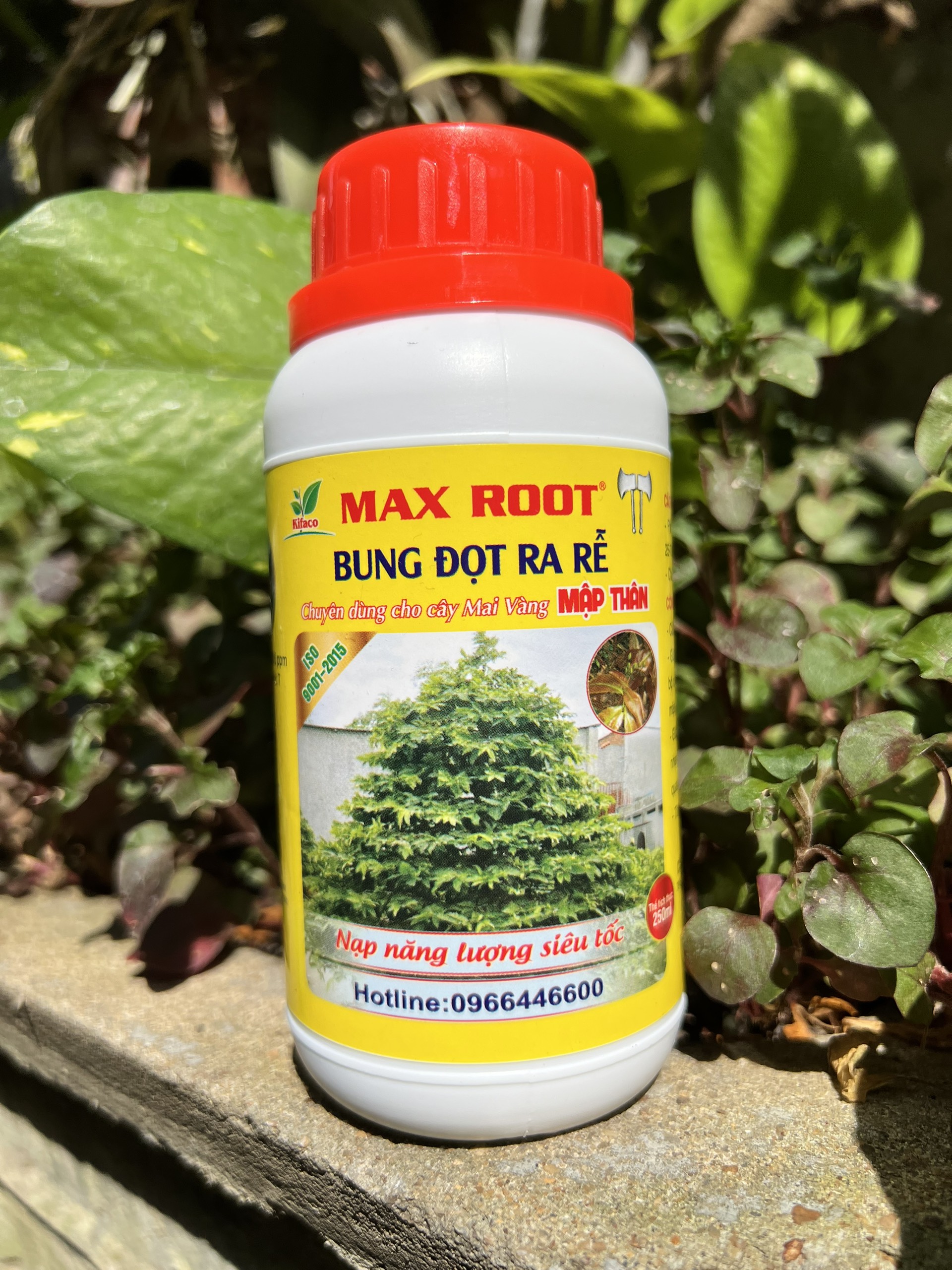 Phân bón bung đọt ra rễ mai vàng max root chai 250ml - ra rễ mạnh, bung đọt nhanh, xanh lá, dày lá