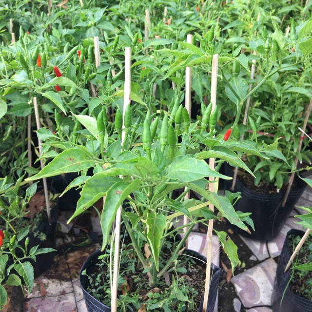 Cây ớt hiểm trái nhỏ siêu trái