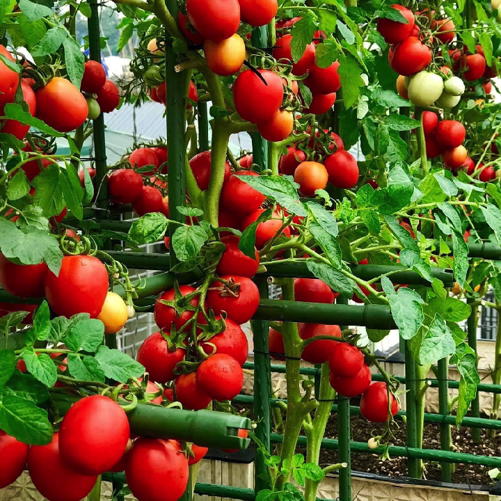 Hạt giống cà chua trứng thái chịu nhiệt
