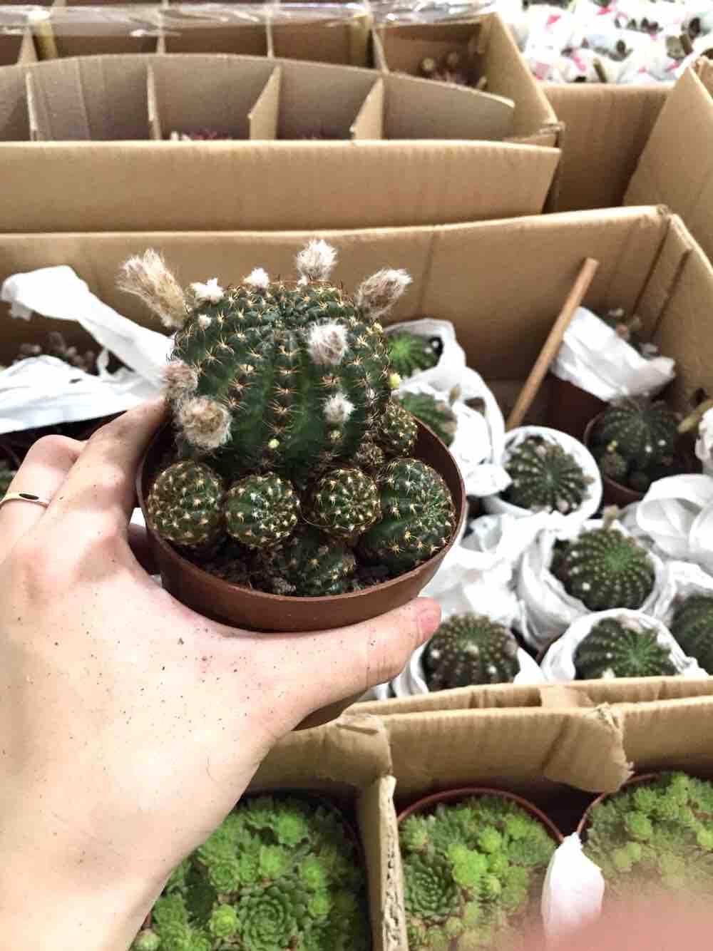 Xương rồng lobi bụi nhỏ