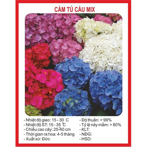 Hạt giống hoa cẩm tú cầu - 10 hạt