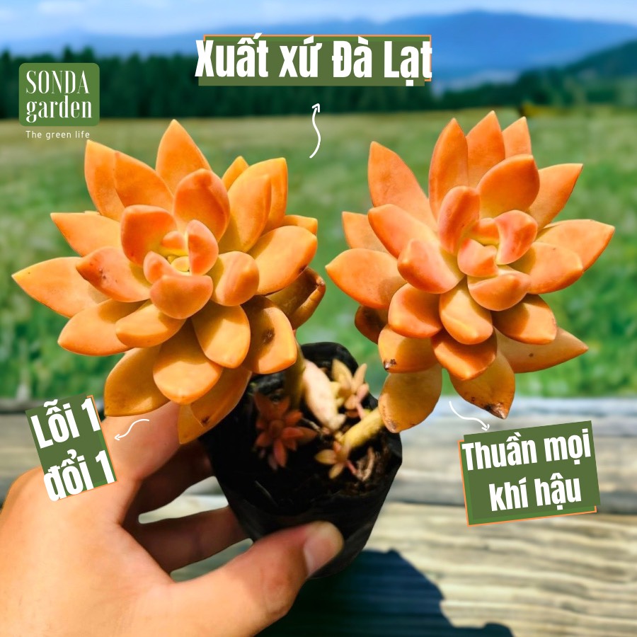 Sen đá đá đỏ cổ thụ size bé, lỗi 1 đổi 1