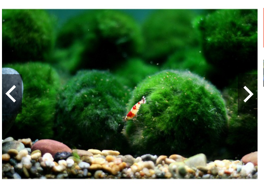 [HCM]Marimo tảo thủy sinh Nhật bản