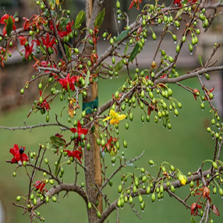 CÂY GIỐNG MAI TỨ QUÝ, MAI VÀNG TỨ QUÝ