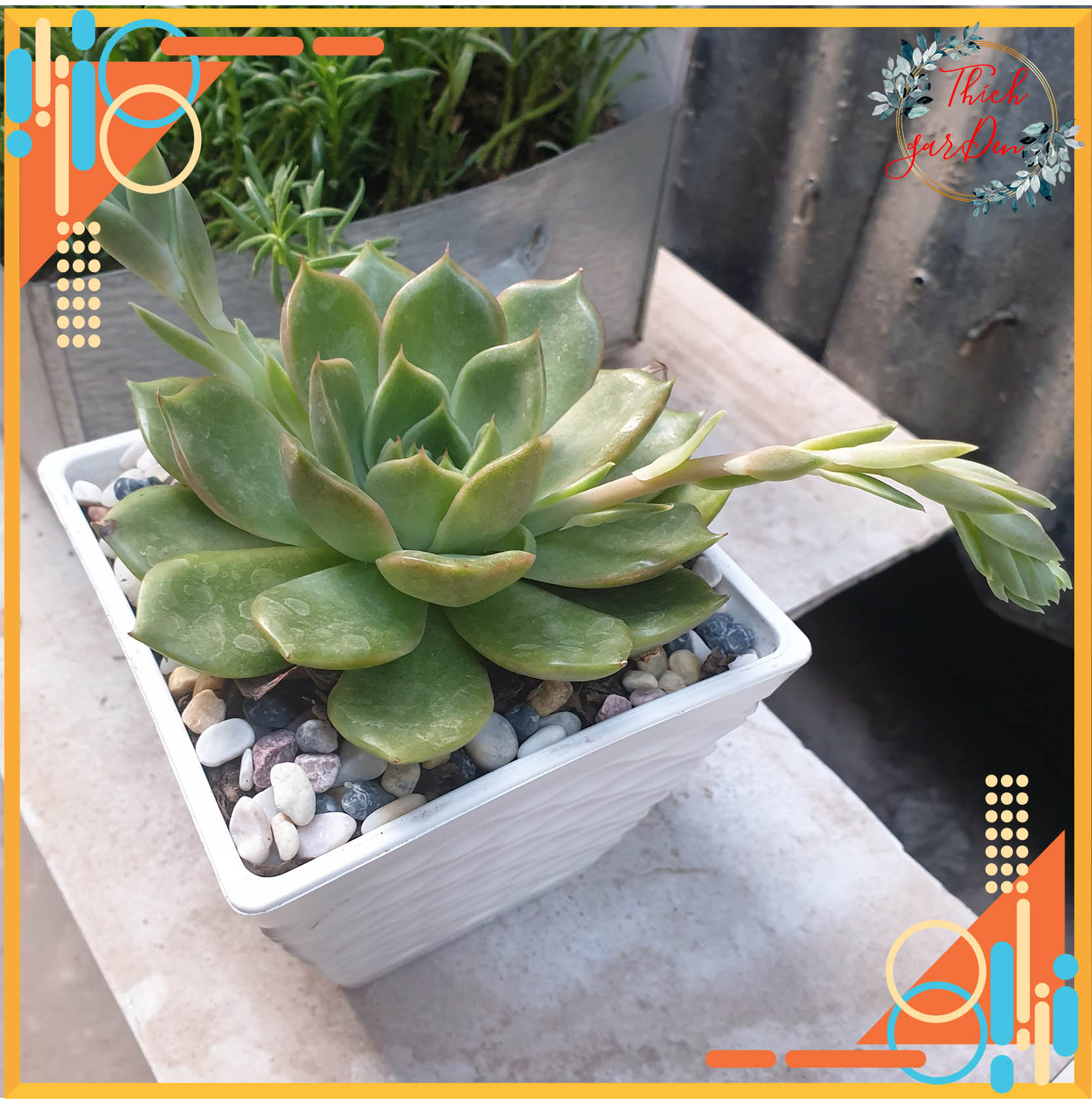 [TẶNG ĐÁ SỎI] Sen đá đế vương xanh (size to) - cây để bàn - cây phong thủy - TMD0004